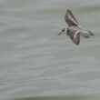 Phalarope à bec large en Loire-Atlantique